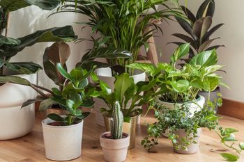 plantas interior
